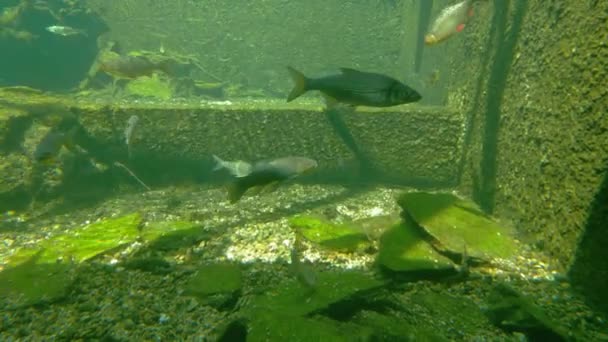 Bottom Lake Fish Slowly Swim Pond — Wideo stockowe
