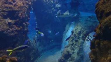 Underwater photography of swimming fish. Slope swims slowly. Sea life. Fish swim at the bottom of the sea or ocean. Diving