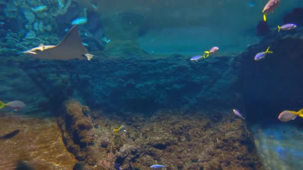 Ocean Floor Fish Rays Swim Slowly Marine Life — Stock Video