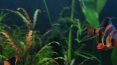 Beautiful small bright fish swim in the aquarium