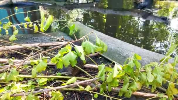Nutria Eats Green Branches Tree Otter Shore Pond — 图库视频影像