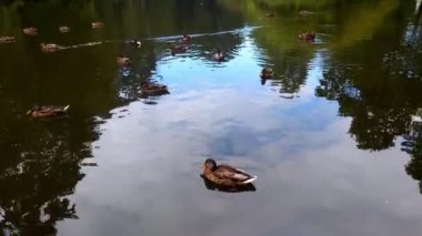 Wild ducks swim on the lake. Small lake in the park