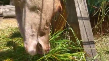 Young deer eating green grass close-up. Wildlife