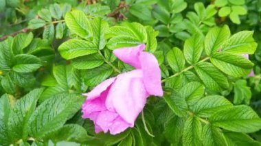 Close-up on a green rosehip branch and a blooming rose with water drops swaying in the wind after rain. Useful plants