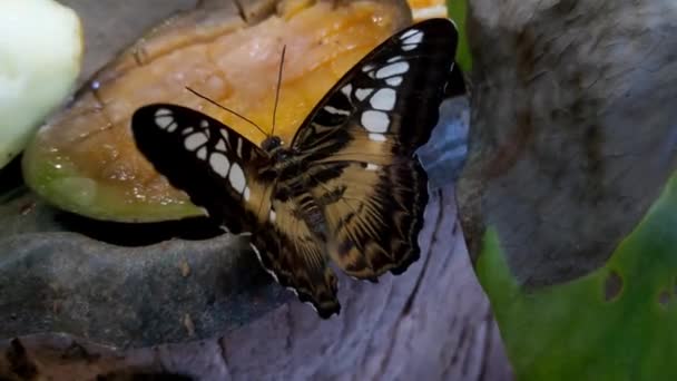 Butterfly Sits Piece Mango Feeds — Stok video
