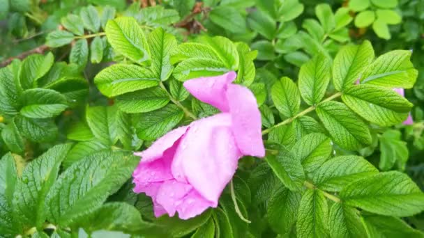 Close Green Rosehip Branch Blooming Rose Water Drops Swaying Wind — Stock videók