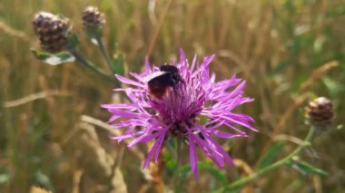A bee sits on a cornflower in a field. Nature background. The flower is pollinated by a bee. Collection of nectar and pollination of flowers. The concept of the extinction of bees. A bee collects honey from a wild flower