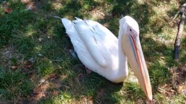 A pink pelican sits on the grass. The pink pelican is a large waterfowl of the pelican family of the pelican-like order
