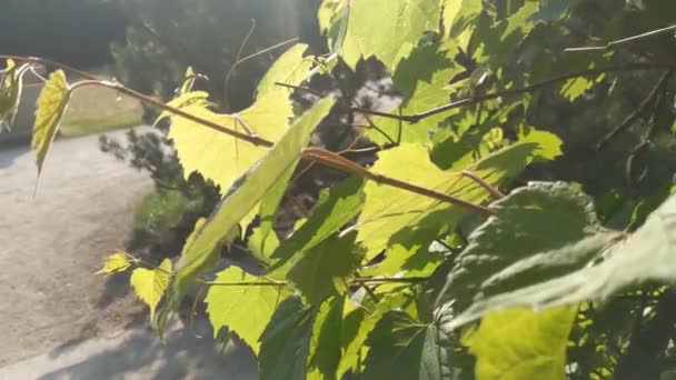 Young Green Branch Grapes Harvesting Rural Background View Park — Stockvideo