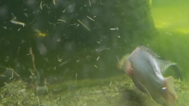 Underwater World Lake River Fish Swim Slowly Bottom Lake Underwater — Vídeo de stock