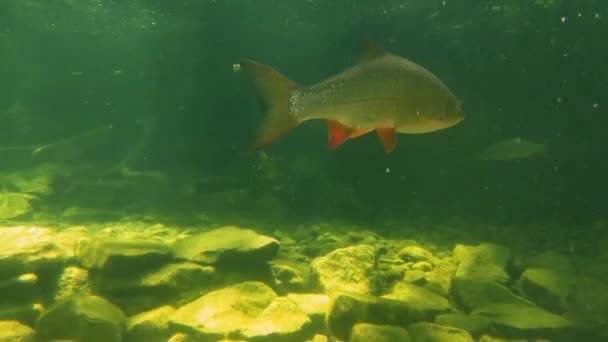 Underwater Shooting Swimming Fish Lake River — Stock video