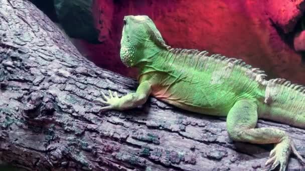 Close Chameleon Sitting Tree — Vídeo de Stock