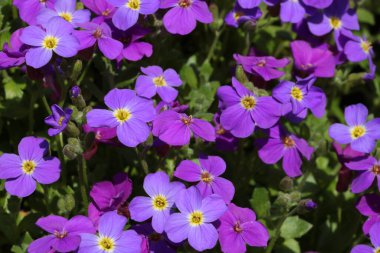 Young purple flowers bloom in the meadow in the summer