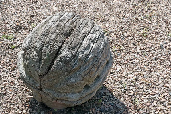 Large Walnut Tree Ground Wood Items — Foto de Stock