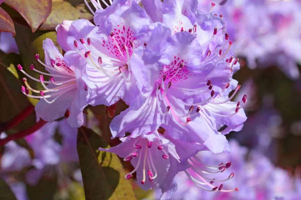 Flowering Branch Purple Azaleas Garden Spring — 图库照片