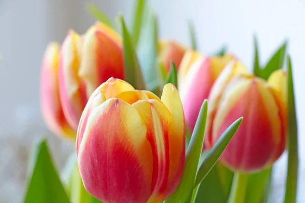 Beautiful Bright Tulips Blooming Posy — Fotografia de Stock