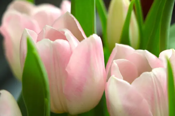 Close Bouquet Fresh Tulips — Fotografia de Stock