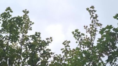 Rain falls from a cloudy sky. Cold and wet season, autumn