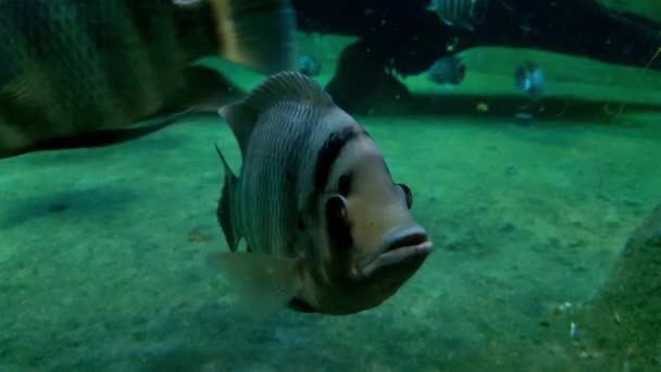 Close Floating Fish Moves Its Mouth Funny Fish Underwater Photography — Stockvideo