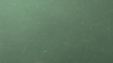 Muddy green water in a river or lake. Environmental pollution, discharge of harmful things from the enterprise into the environment. Eco concept. Background