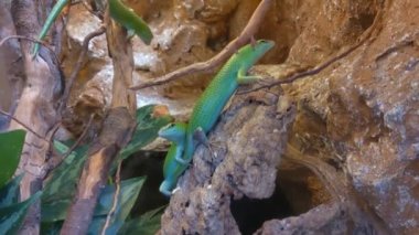 Green lizards sit on a tree and stones