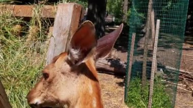 A beautiful spotted deer eats green grass in the park