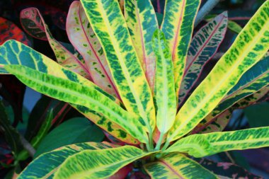 Close-up of the houseplant Codieum variegated