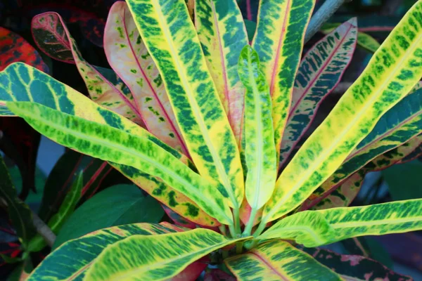 Close Houseplant Codieum Variegated — 图库照片