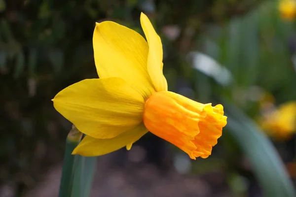 Close Yellow Flowering Daffodil Park — Zdjęcie stockowe