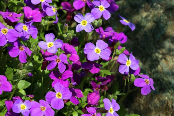 Perennial Purple Flowers Bloom Park Summer — Fotografia de Stock