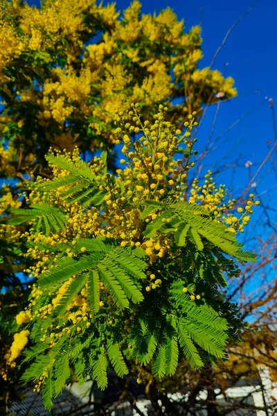 Blooming Mimosa Park Early Spring — 스톡 사진