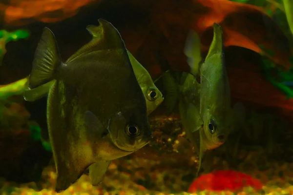 Мелкие Рыбы Плавают Большом Домашнем Аквариуме — стоковое фото