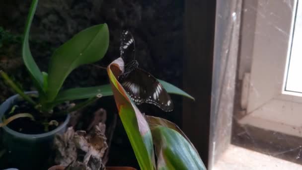 Large Butterfly Sits Houseplant Dark Butterfly Flaps Its Wings — Wideo stockowe