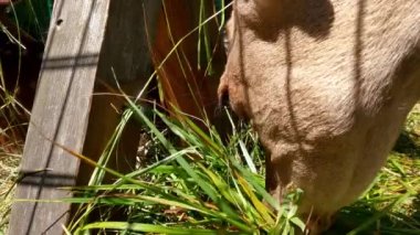 A young deer eats green grass in a meadow