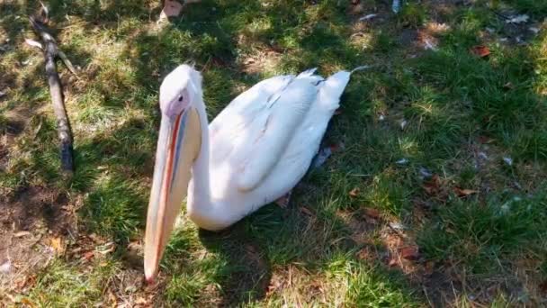 Top View Pink Pelican Green Grass Wild Animals Birds Pink — Wideo stockowe