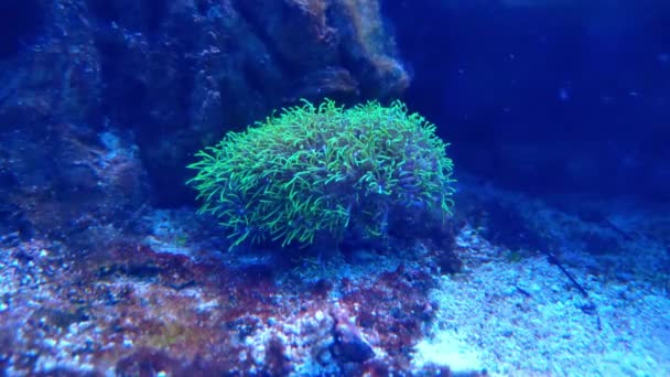 Underwater Photography Bottom Sea Ocean Close Seaweed Marine Ocean Life — Stock Video