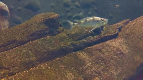 Small Fish Swims Large Home Aquarium — Vídeos de Stock