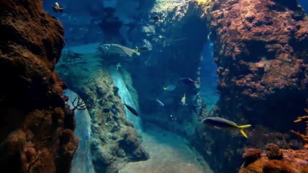 Different Fish Swim Bottom Sea Ocean Slope Swims Slowly Diving — 图库视频影像