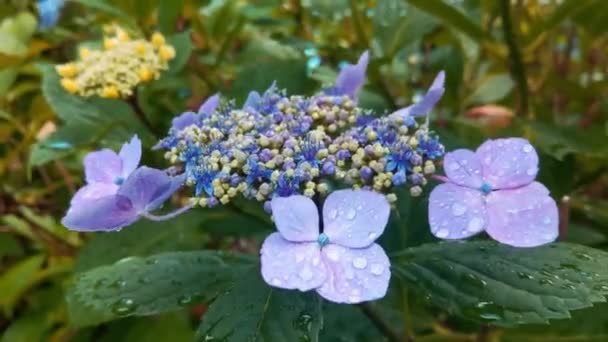 Close Blooming Hydrangea Park Garden Drops Hydrangea Branches Rain Hydrangea — Stok video