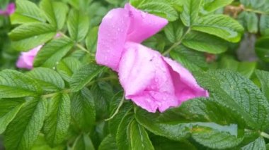 Close-up on a rose flower with green leaves after rain. Water drops on rose petals and leaves. Nature background. Blooming flowers in a park or garden
