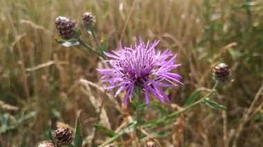 Close-up on meadow cornflower. Rustic summer and autumn background. Blooming flower. Blue cornflower, field - annual plant, common throughout Europe