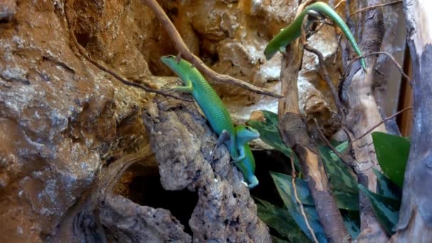Beautiful Young Green Lizards Sit Tree Lizard Reptiles Scaly Order — Vídeo de stock