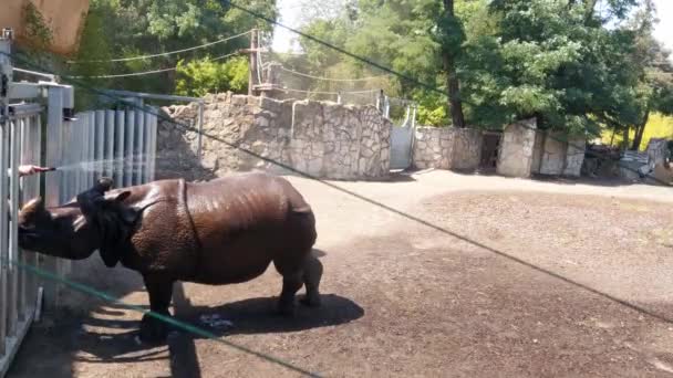 Тваринному Парку Носорога Заливають Водою Дикі Тварини Гаряча Погода Погано — стокове відео