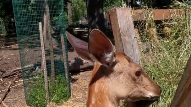 A young spotted deer eats green grass in the park