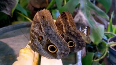 Beautiful big butterflies sit on flowers and green plants