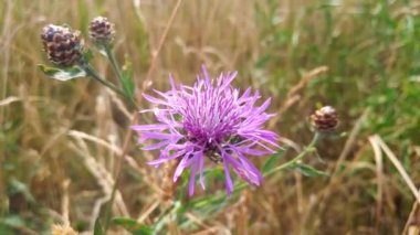 A cornflower blooms in a meadow in the countryside. Wildflowers. Nature background