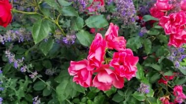 Close-up of a beautiful red garden rose