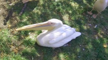 Top view of a sitting pink pelican on the grass