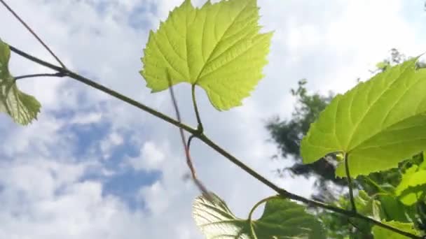 Background Blue Sky Green Branch Grapes Sways — Wideo stockowe