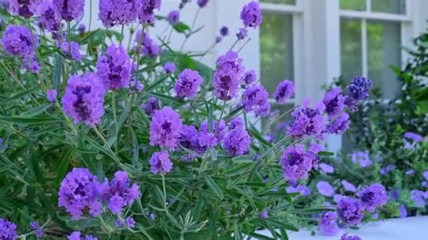 Close Lavender Blooming Window House Garden Fragrant Smell Flowers Used — Stockvideo